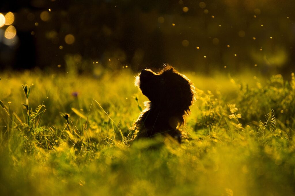 grass, nature, animal, pet, dog, silhouette, puppy, gorgeous