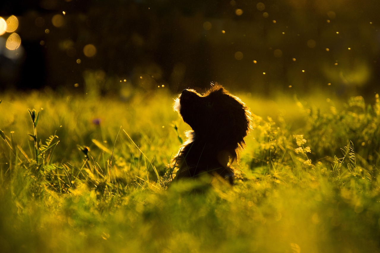 grass, nature, animal, pet, dog, silhouette, puppy, gorgeous